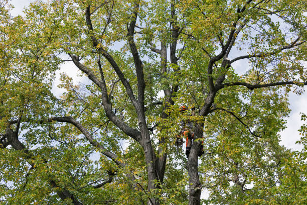 Libby, MT Tree Removal Services Company